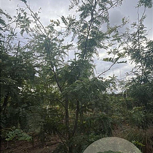 Gleditsia triac. 'Sunburst' 250-300 cm draadkluit meerstammig