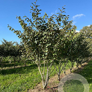 Hamamelis int. 'Arnold Promise' 175-200 cm draadkluit meerstammig