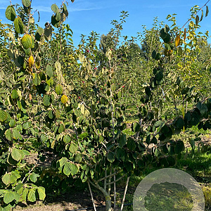Hamamelis int. 'Pallida' 175-200 cm draadkluit meerstammig