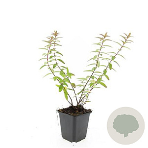 Hypericum 'Hidcote' GM P9