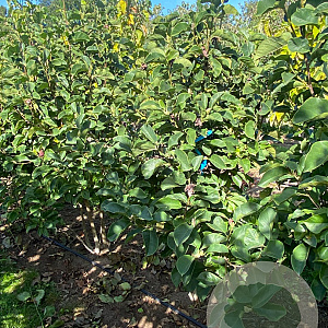 Magnolia 'Genie' 175-200 cm draadkluit meerstammig