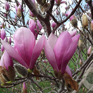Magnolia soul. 'Big Pink' 175-200 cm draadkluit meerstammig