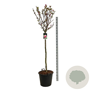 Magnolia soul. 'Satisfaction' 120 cm stam cont. 55L extra