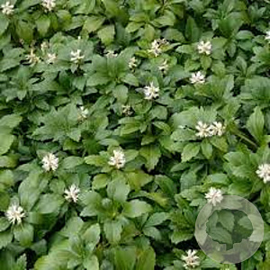 Pachysandra term. 'Green Carpet' GM 1.5