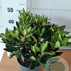 Rhododendron 'Goldflimmer' 30-40 cm 5,0L
