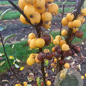 Malus 'Golden Hornet' 175-200 cm draadkluit meerstammig
