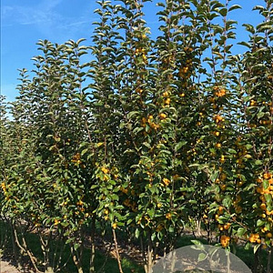 Malus 'Golden Hornet' 175-200 cm draadkluit meerstammig