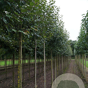 Malus 'Rudolph' 12-14 HO draadkluit