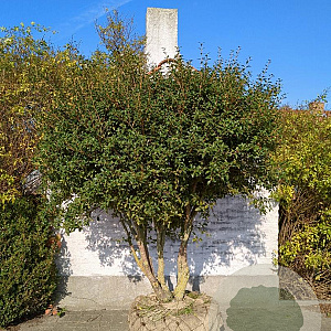 Osmanthus burkwoodii 175-200 cm draadkluit meerstammig