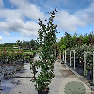 Parrotia persica 'Bella' 175-200 cm draadkluit meerstammig