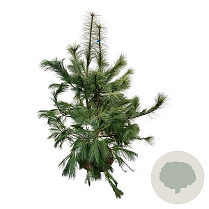 Pinus strobus 125-150 cm met kluit extra