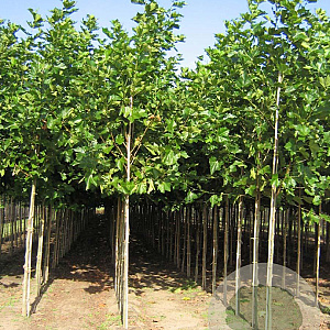 Platanus hispanica 12-14 HO draadkluit