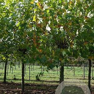 Platanus hispanica 20-25 HO draadkluit