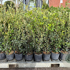 Quercus ilex 50-70 cm 3,0L