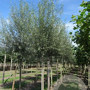 Salix alba 16-18 cm draadkluit 225 cm stam Knotvorm