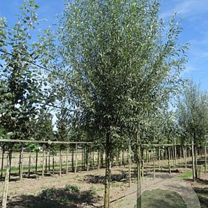 Salix alba 'Belders' 16-18 cm draadkluit 225 cm stam Knotvorm