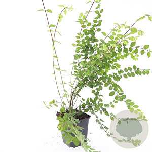 Symphoricarpos ch. 'Hancock' GM P9