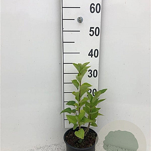 Syringa vulgaris 30-40 cm 2,0L