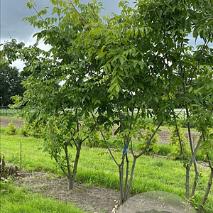 Tetradium daniellii 175-200 cm draadkluit meerstammig