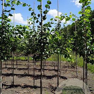 Tilia cordata 'Rancho' 8-10 HO draadkluit