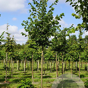 Tilia europaea 'Zwarte Linde' 8-10 HO draadkluit