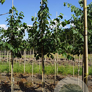 Tilia flavescens 'Glenleven' 10-12 HO draadkluit