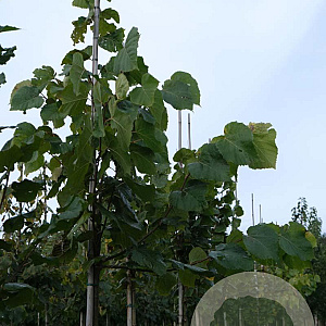 Tilia plat. 'Delft' 8-10 HO draadkluit