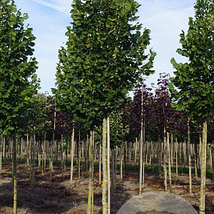 Tilia plat. 'Rubra' 14-16 HO draadkluit