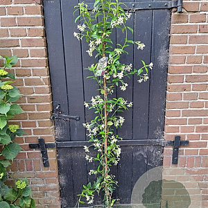 Trachelospermum jasminoides 125-150 cm 3,0L Gestokt