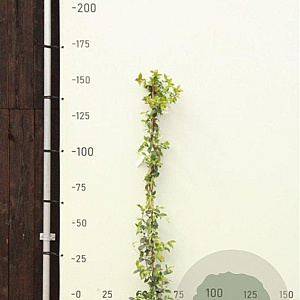 Trachelospermum jasminoides 150-175 cm 3,0L met stok