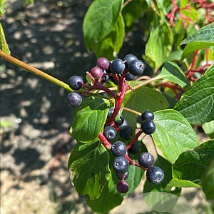 Cornus alternifolia 175-200 cm draadkluit meerstammig