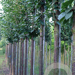 Prunus schmittii 16-18 HO draadkluit