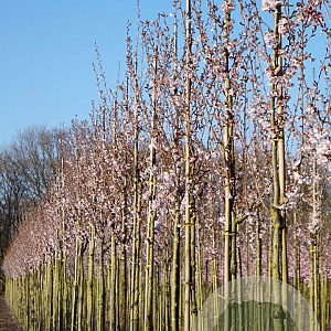 Prunus 'Spire' 10-12 HO draadkluit