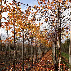 Prunus yedoensis 14-16 HO draadkluit