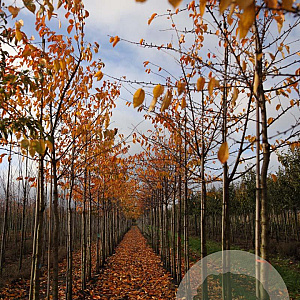 Prunus yedoensis 14-16 HO draadkluit