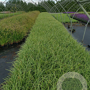 Carex morrowii 'Ice Dance' GM P9