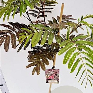 Albizia julibr. 'Evi's Pride' 125-150 cm 10L
