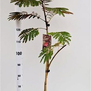 Albizia julibr. 'Evi's Pride' 125-150 cm 10L
