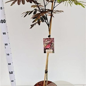 Albizia julibr. 'Evi's Pride' 125-150 cm 10L