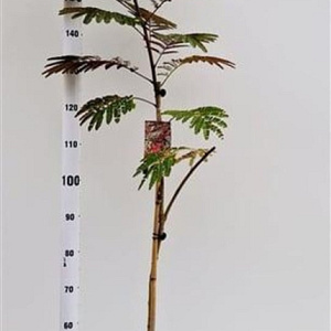 Albizia julibr. 'Evi's Pride' 125-150 cm 10L
