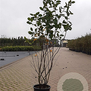 Amelanchier lamarckii 175-200 cm 20L