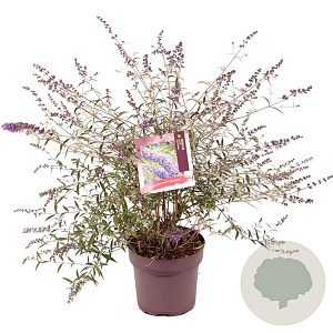 Buddleja d. 'Nanho Blue' 60-80 cm 10L
