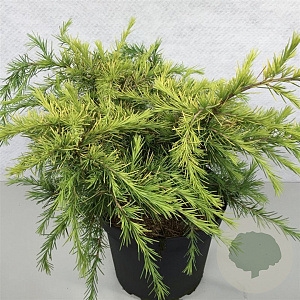 Cedrus deod. 'Golden Horizon' 40-50 cm 10L