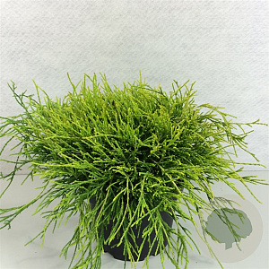 Chamaecyparis p. 'Sungold' 40-50 cm 10L