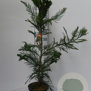 Cryptomeria j. 'Cristata' 60-70 cm 5,0L