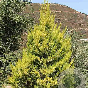 Cupressus ariz. 'Aurea' 60-80 cm 5,0L