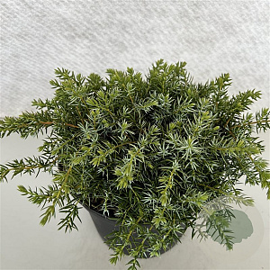 Juniperus communis 'Silver Carpet' 30-40 cm 10L