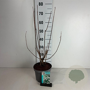 Philadelphus 'Virginal' 50-60 cm 35L