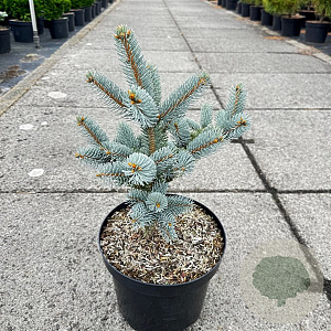 Picea crassifolia 30-40 cm 5,0L