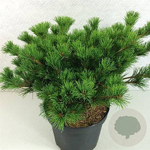 Pinus parv. 'Kokuho' 30-40 cm 7,5L